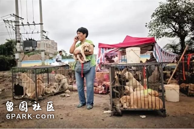 “爱马仕里装着1亿个亡灵”：这不是动保，而是动保恐怖