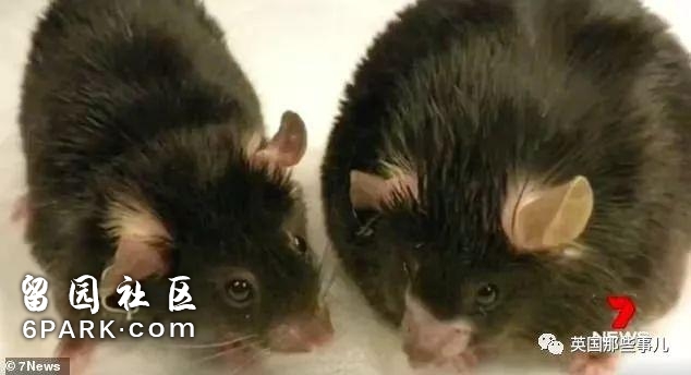 只吃不胖的神奇药片，科学家们已经在老鼠身上做出来了！