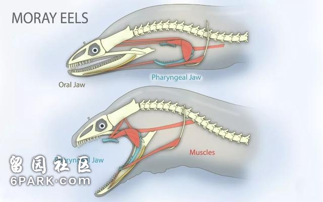 《海王》里的神奇动物：沧龙当坐骑，锥齿鲨护法