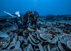 世界最大的原始珊瑚礁被发现 科学家惊叹(组图)